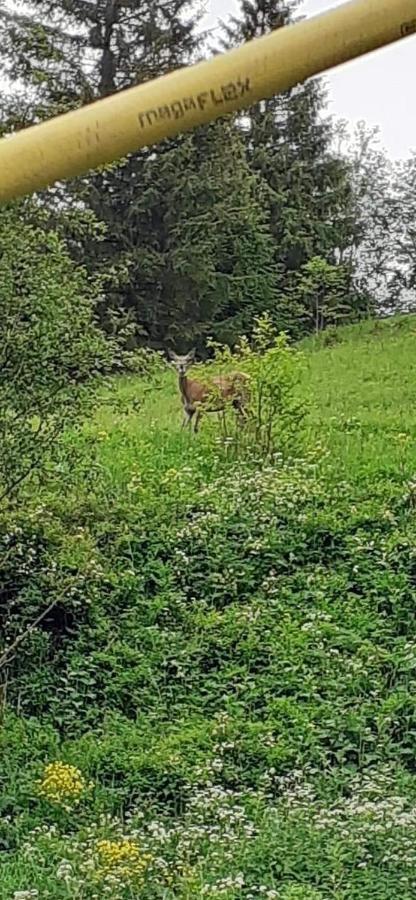 Pensiunea Tora Vatra Dornei Εξωτερικό φωτογραφία